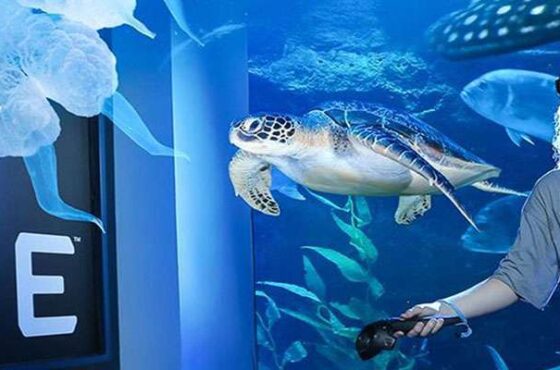 Dubai Mall Aquarium & Underwater Zoo (Regular)