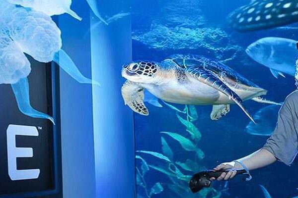 Burj Khalifa At the Top 124 + Dubai Mall Aquarium & Underwater Zoo (Non Prime)