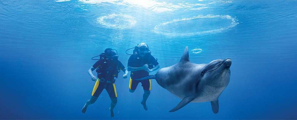 Dolphin Bay Atlantis