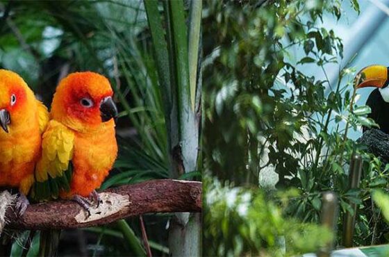 The Green Planet Dubai