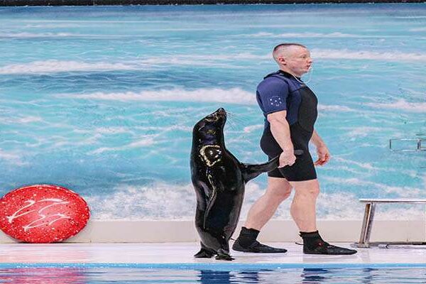 Dubai Dolphinarium – Dolphin & Seal Show – Regular