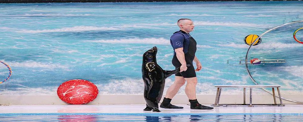 Dubai Dolphinarium – Dolphin & Seal Show – Regular
