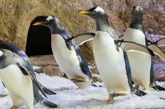 Dubai Aquarium And Penguin Encounter