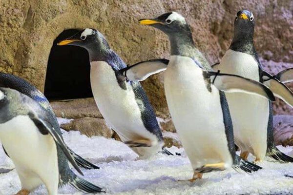 Dubai Aquarium And Penguin Encounter