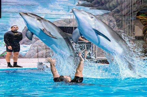 Dubai Dolphinarium – Dolphin & Seal Show – VIP