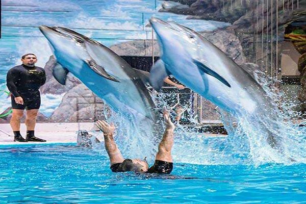 Dubai Dolphinarium – Dolphin & Seal Show – VIP